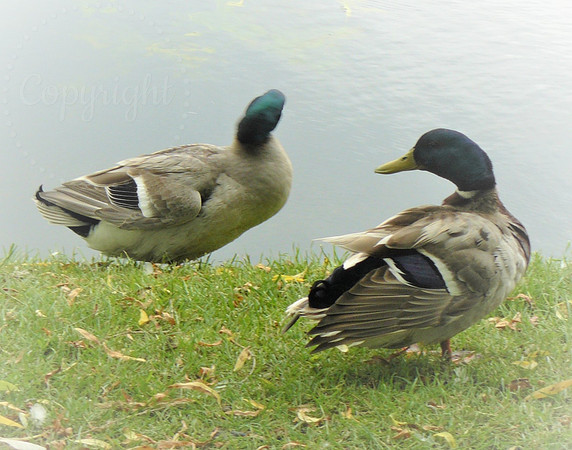 Male Mallard Mates