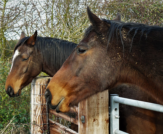 Muddy Mares