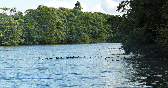 The Ducks Crossing