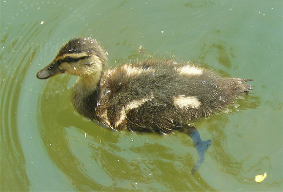 Dainty Duckling