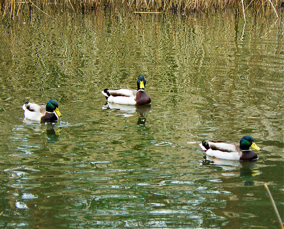 Mallard Males