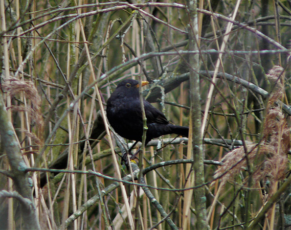 Balancing Blackbird