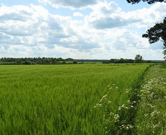 Barley Field