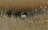 Swan in the Reeds
