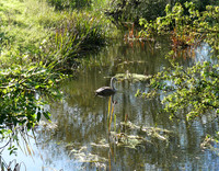 Mute Swan Cygnet