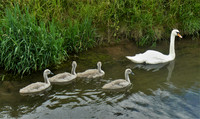 Swan with Cygnets