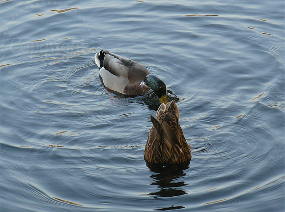 Bottoms Up