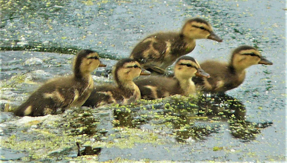 Duckling Delight