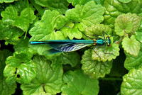 Banded Demoiselle