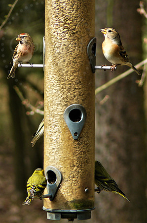 Bird Feeder