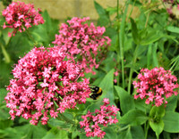Bumblebee Buffet