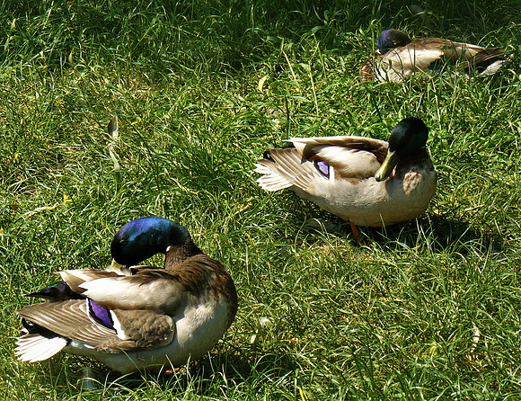 Three Male Mallards