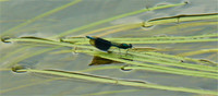 Blue Damselfly