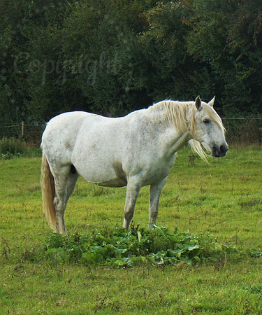 White Horse