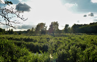 BTO Nature Reserve