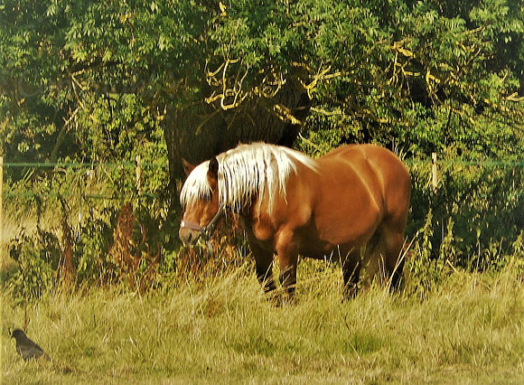 Horse & The Crow
