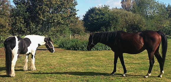 Horse face off
