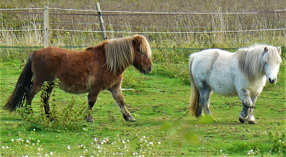 Trekking Ponies