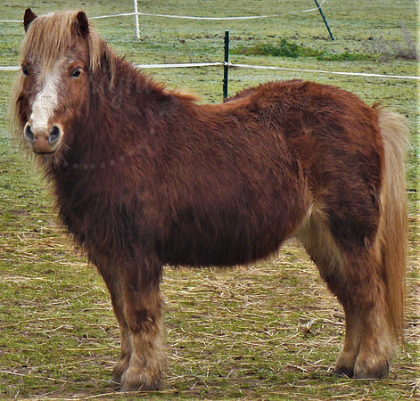 Posing Pony