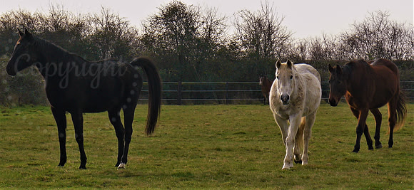 Strolling Horses