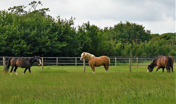 Happy Horses