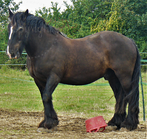 Stocky Stallion