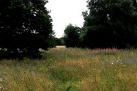 Barnham Cross Common Wildflowers
