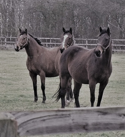 Horse Trio