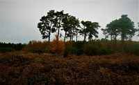 Brandon Country Park