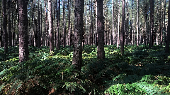 The Forest
