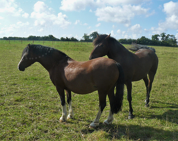 Two Brown Horses