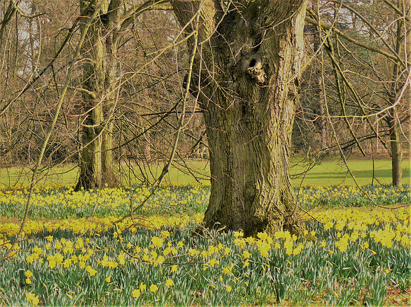 Ocean Of Daffodils