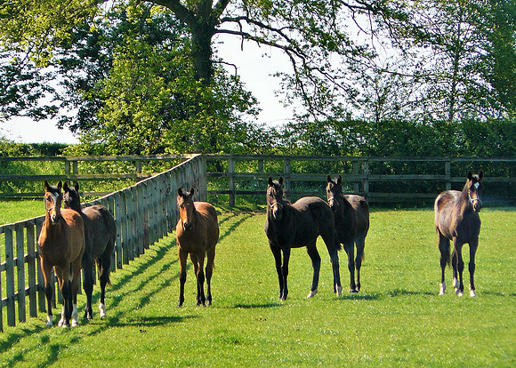 Half A Dozen Horses