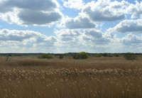 Dunwich Heath Reedbed