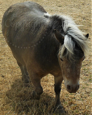Precious Pony