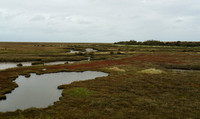 Blakeney Wetland