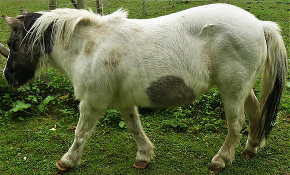 White Miniature Horse