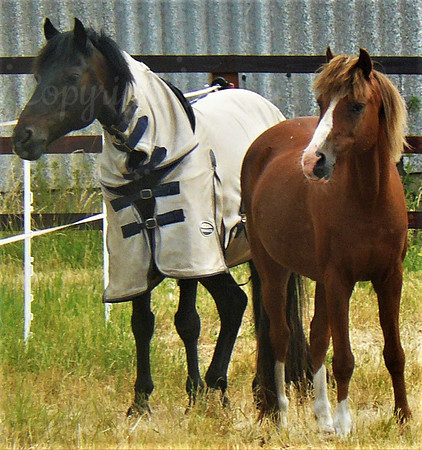 Hot Horses