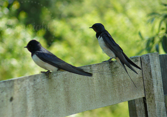 Swallow Pair