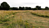 Barnham Cross Common Nature Reserve