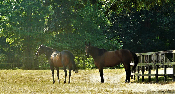In The Shade