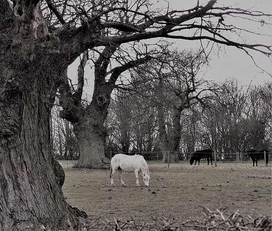 White Horse & Cows