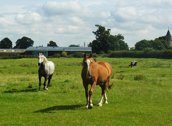 Horses Nr Barrow
