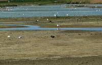Dunwich Heath RSPB Reserve