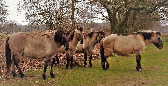 Wild Ponies