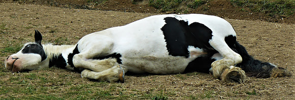 Laid Back Horse
