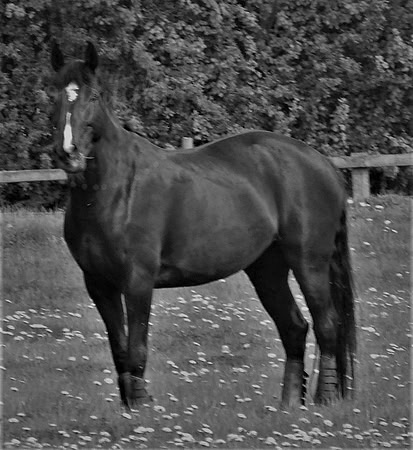 The Black Horse