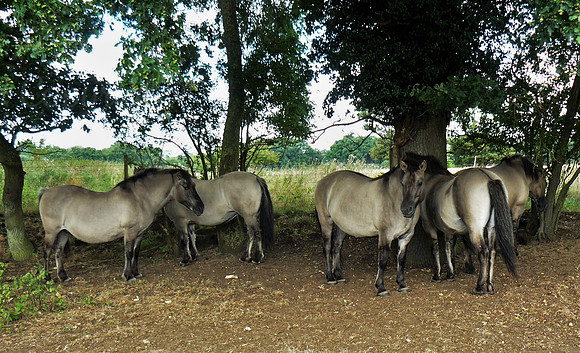 The Wild Ponies