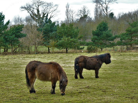 Pony Pair