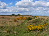 Gorse at Dunwich Heath